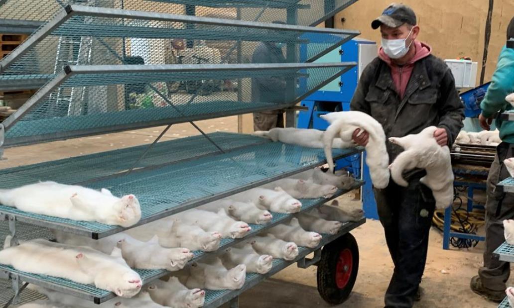 В Дании закопали миллионы зараженных норок. Теперь их хотят откопать