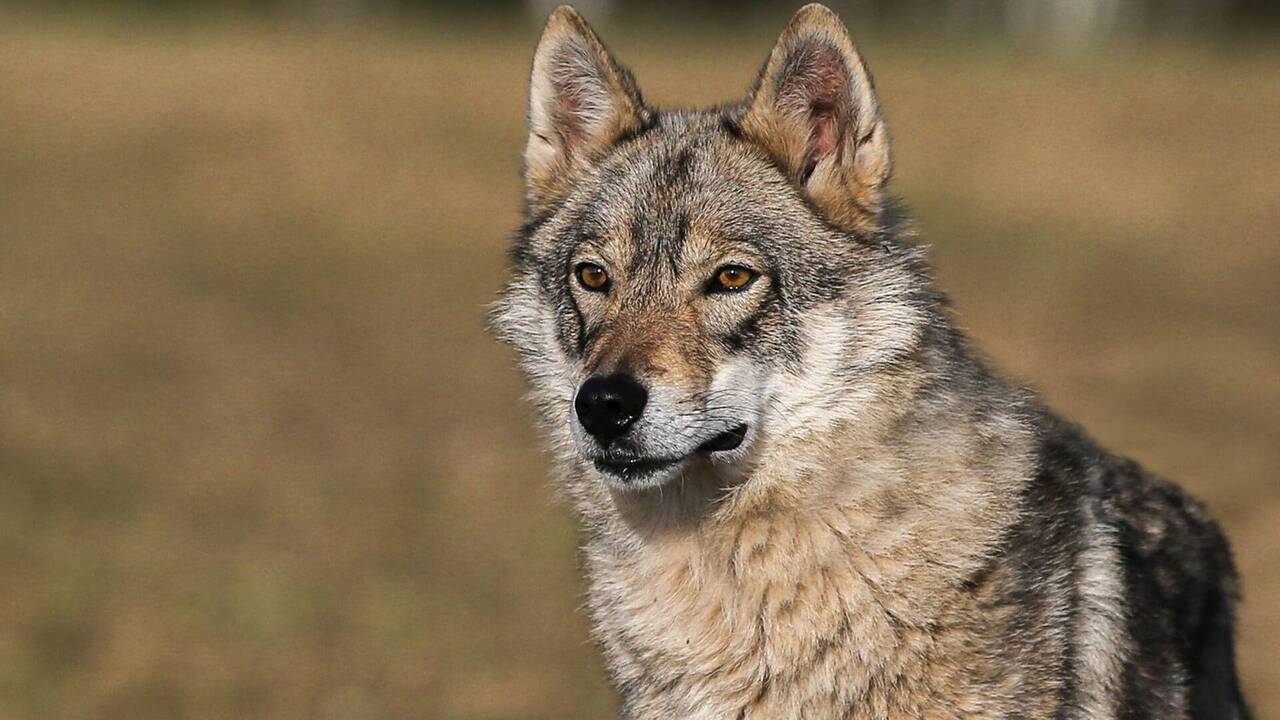 Чешские ученые: в европейских лесах быстро распространяются гибриды волка и собаки