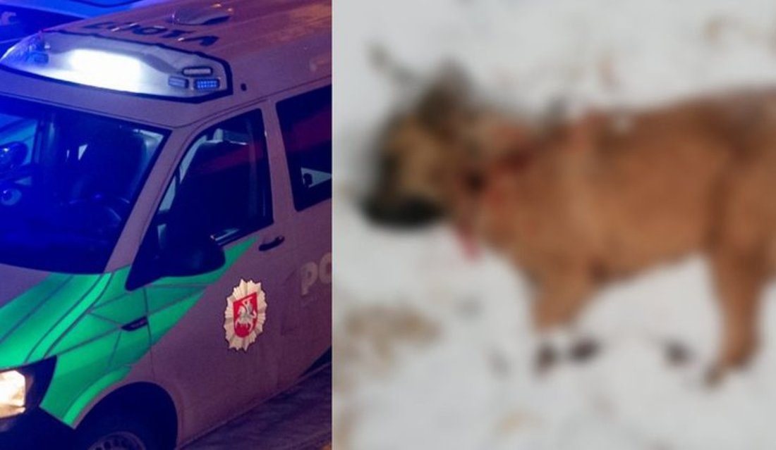 Полиция выяснила, кто заехал в чужой двор и застрелил собаку