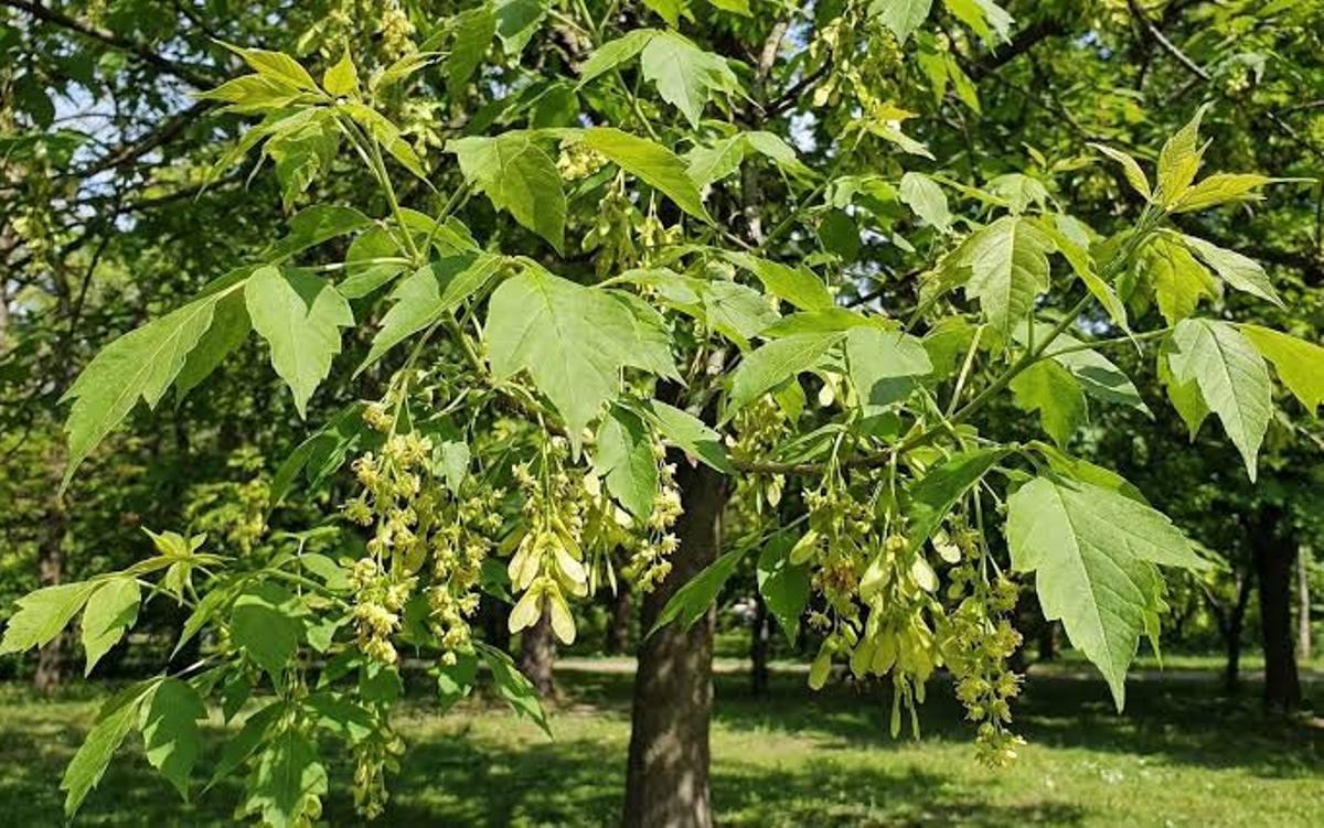 Informacija apie invazinių Uosialapių klevų šalinimą ir naujų medžių sodinimą